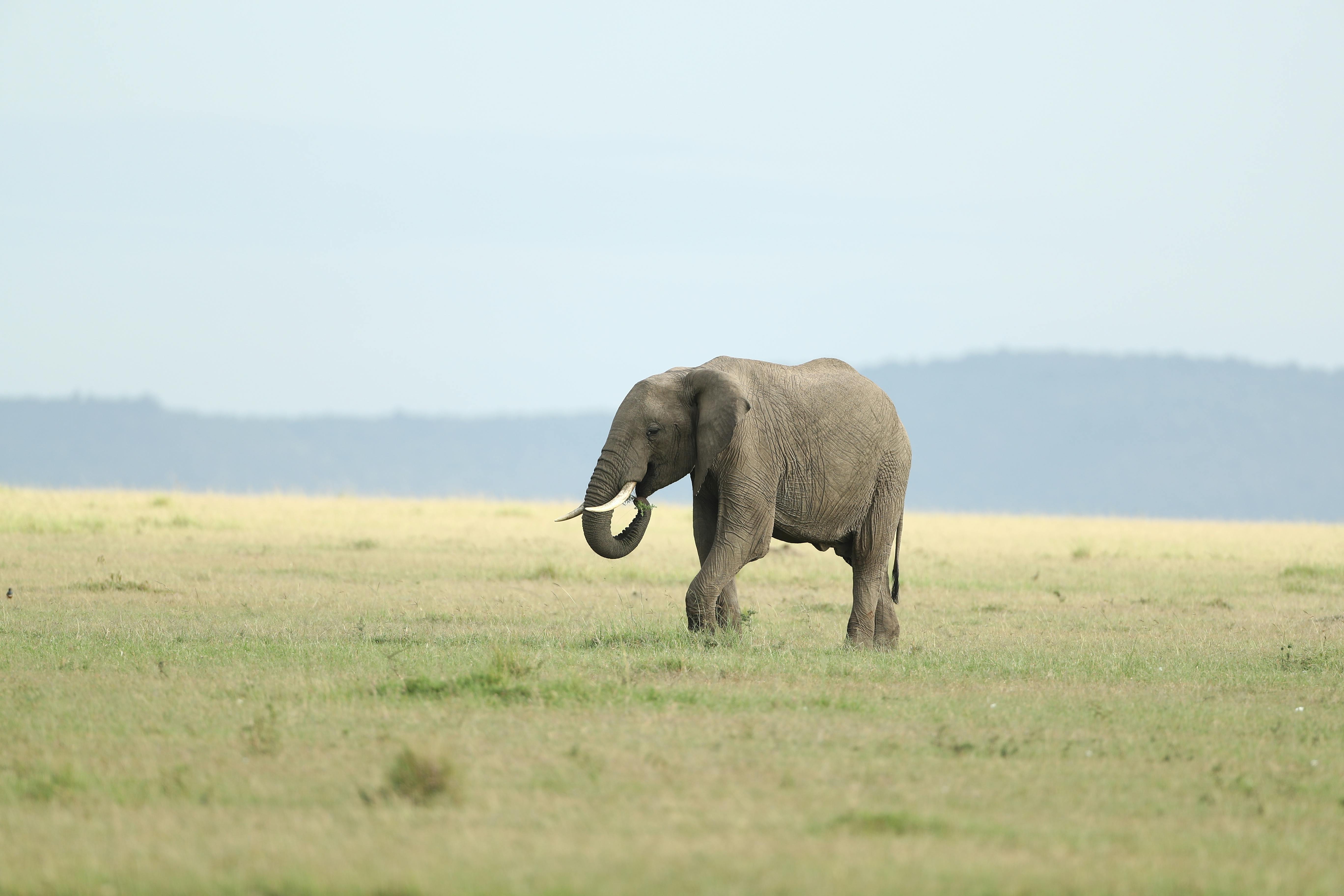 6 days Mara, Nakuru, Amboseli