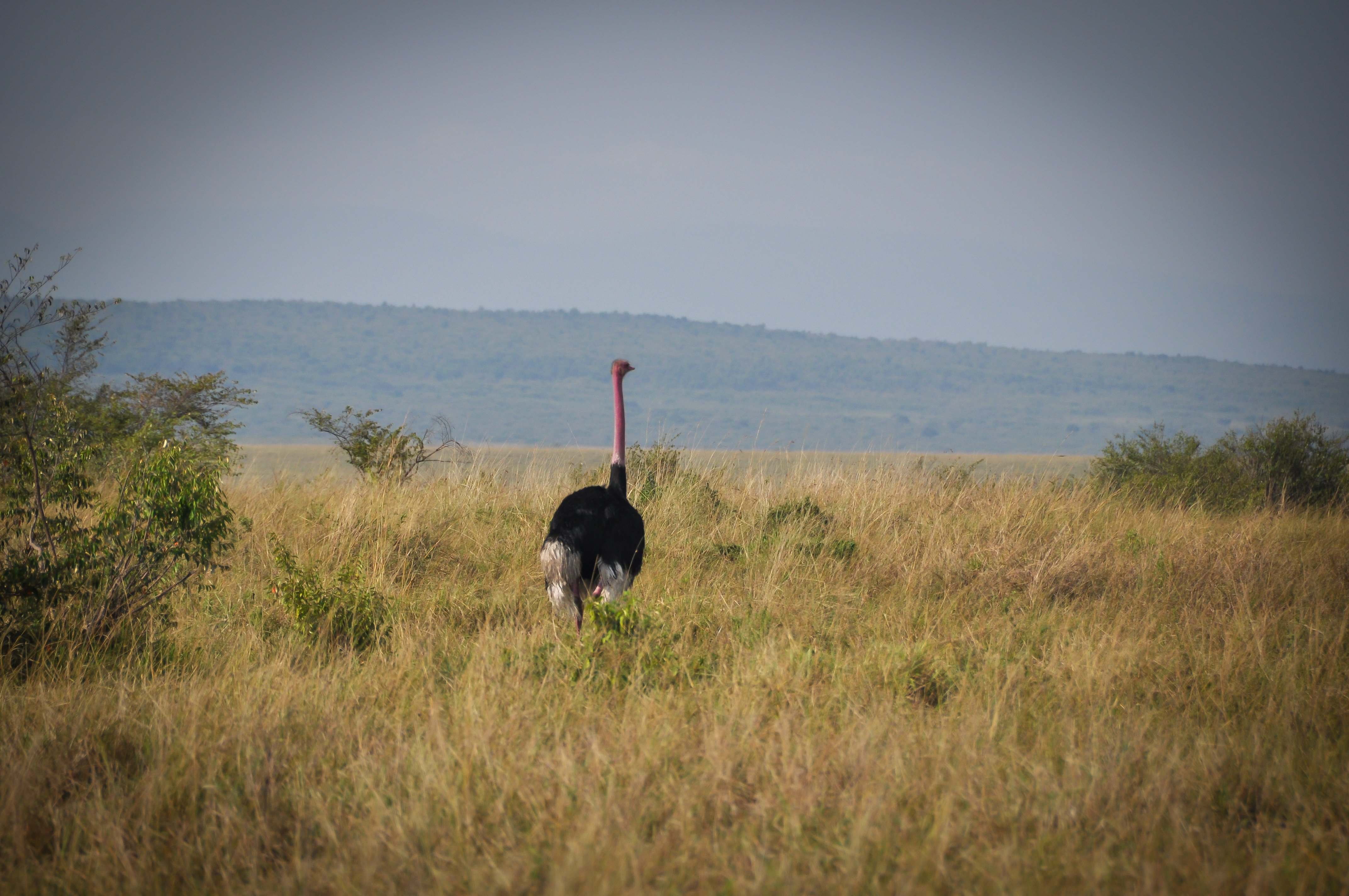 5 days Mara, Nakuru, Naivasha